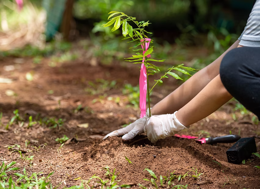 Planting a Tree